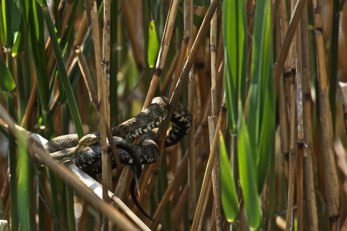 Natrix tessellata